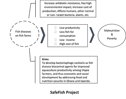 fish project 500 393