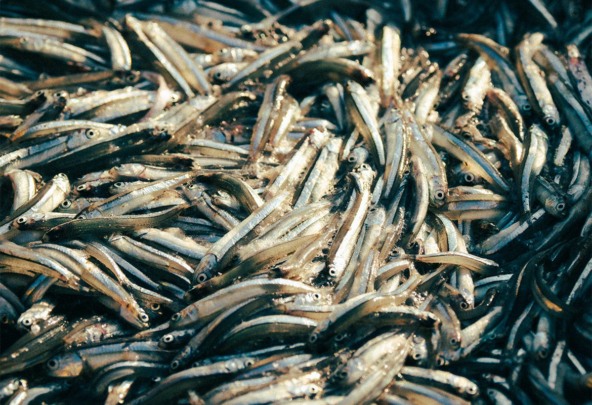 SMALLFISHFOOD