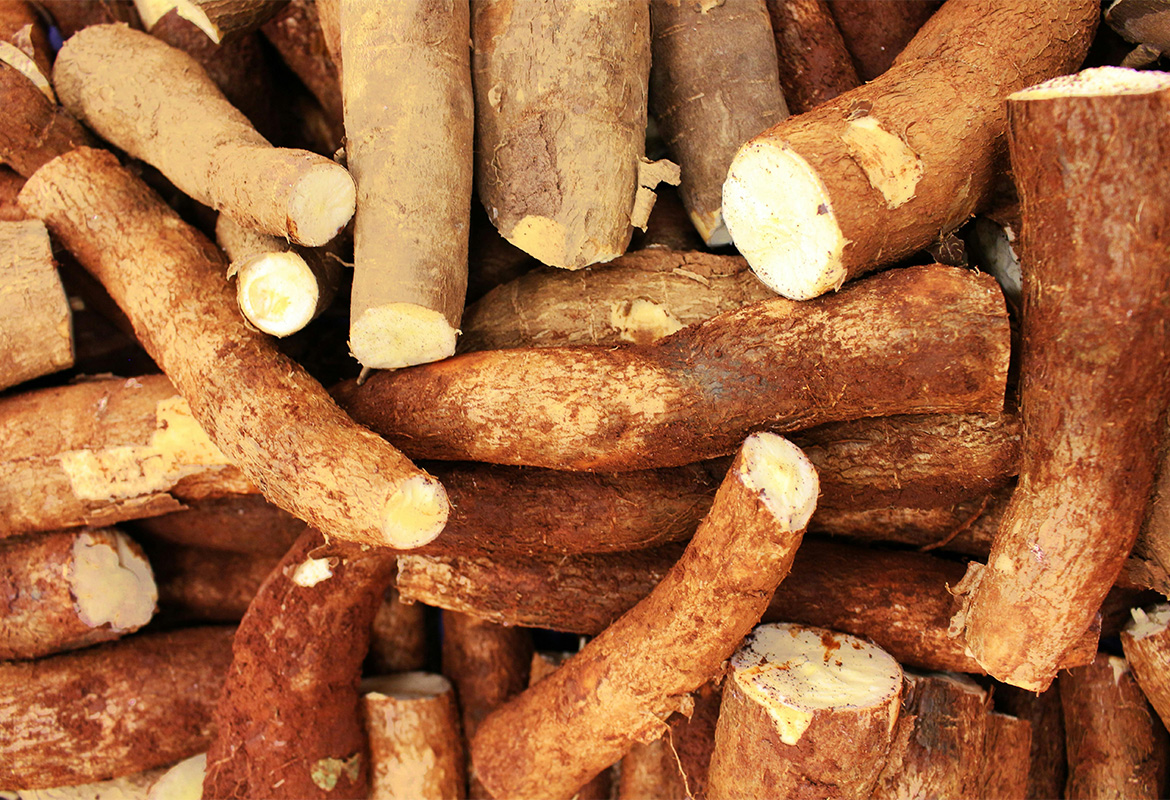 PERFORMANCE OF YELLOW CASSAVA IN FOOD APPLICATION