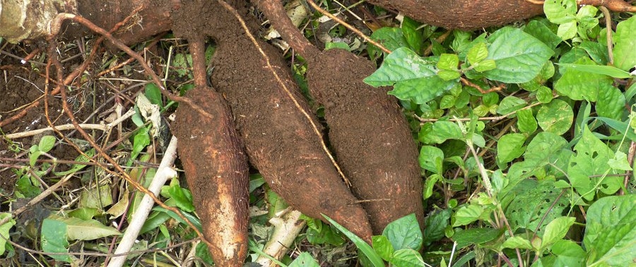 Root and Tuber Products Program